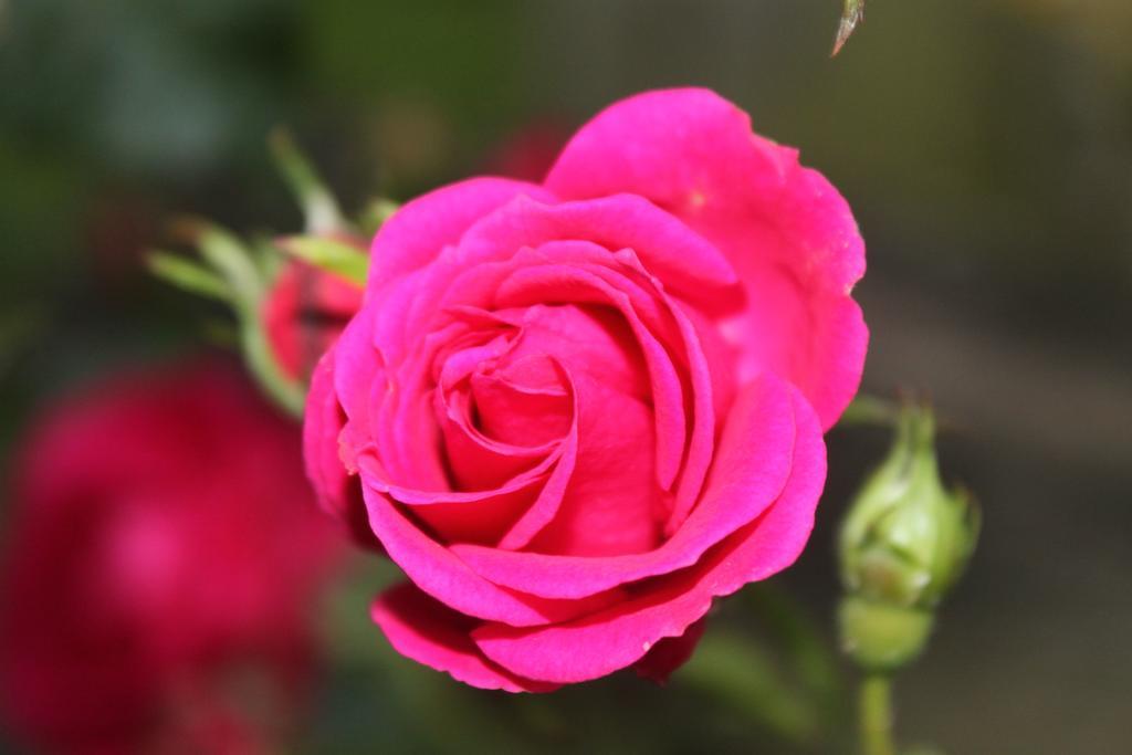 Marchéville Les Logis Du Breuil Bed & Breakfast エクステリア 写真